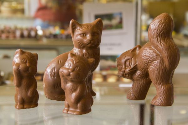 Chocolate cats